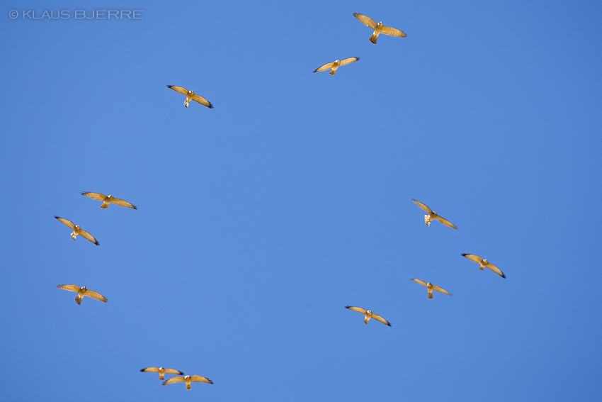 Levant Sparrowhawk_KBJ5091.jpg - Levant Sparrowhawks  - Eilat Moutains